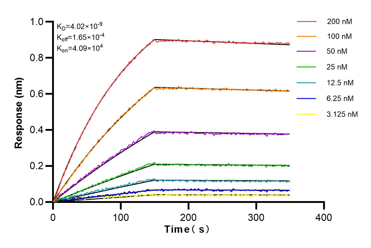 Affinity and Kinetic Characterization of 82957-1-RR