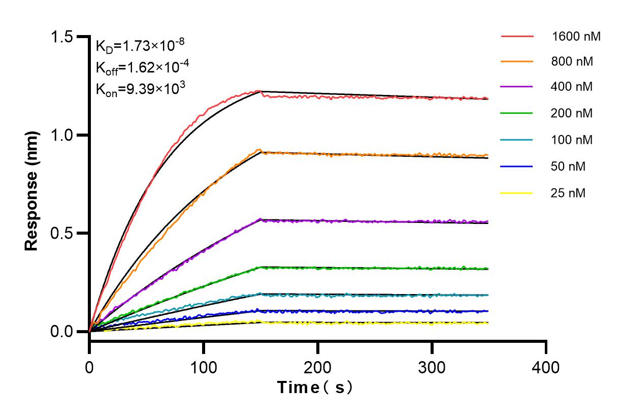 Affinity and Kinetic Characterization of 82957-2-RR