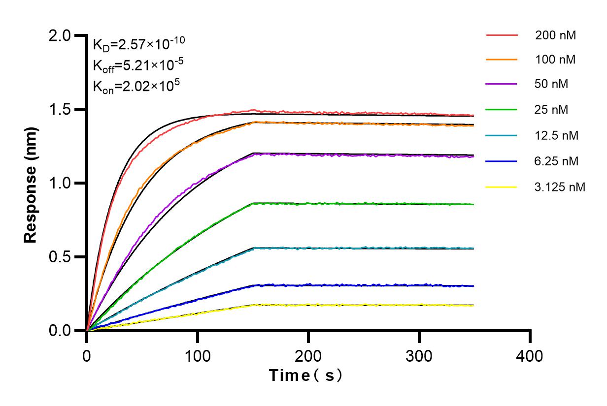 Affinity and Kinetic Characterization of 82958-1-RR