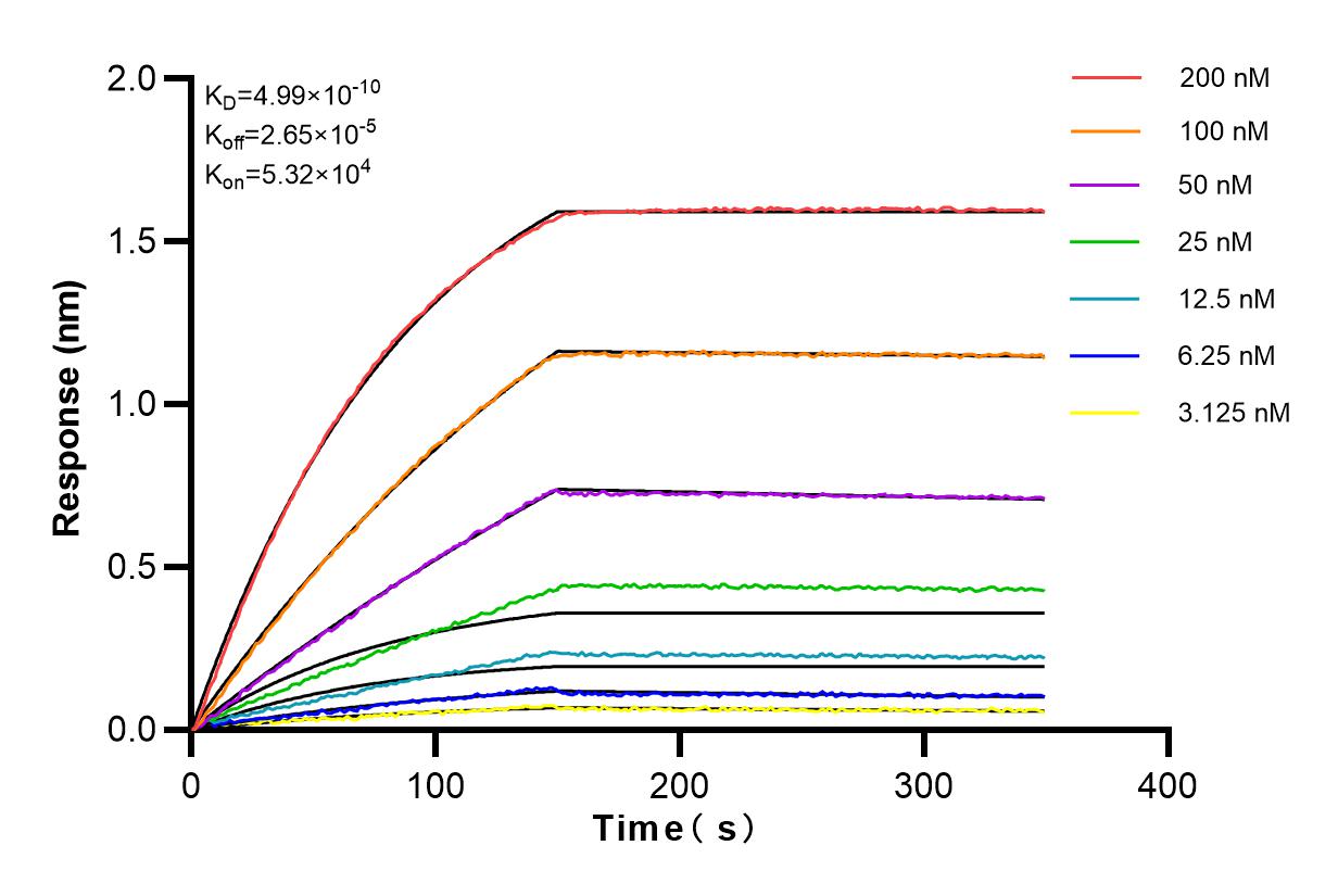 Affinity and Kinetic Characterization of 82960-5-RR