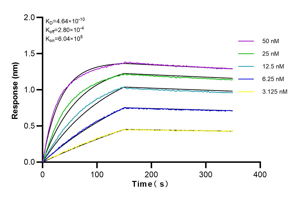 Affinity and Kinetic Characterization of 82968-1-RR