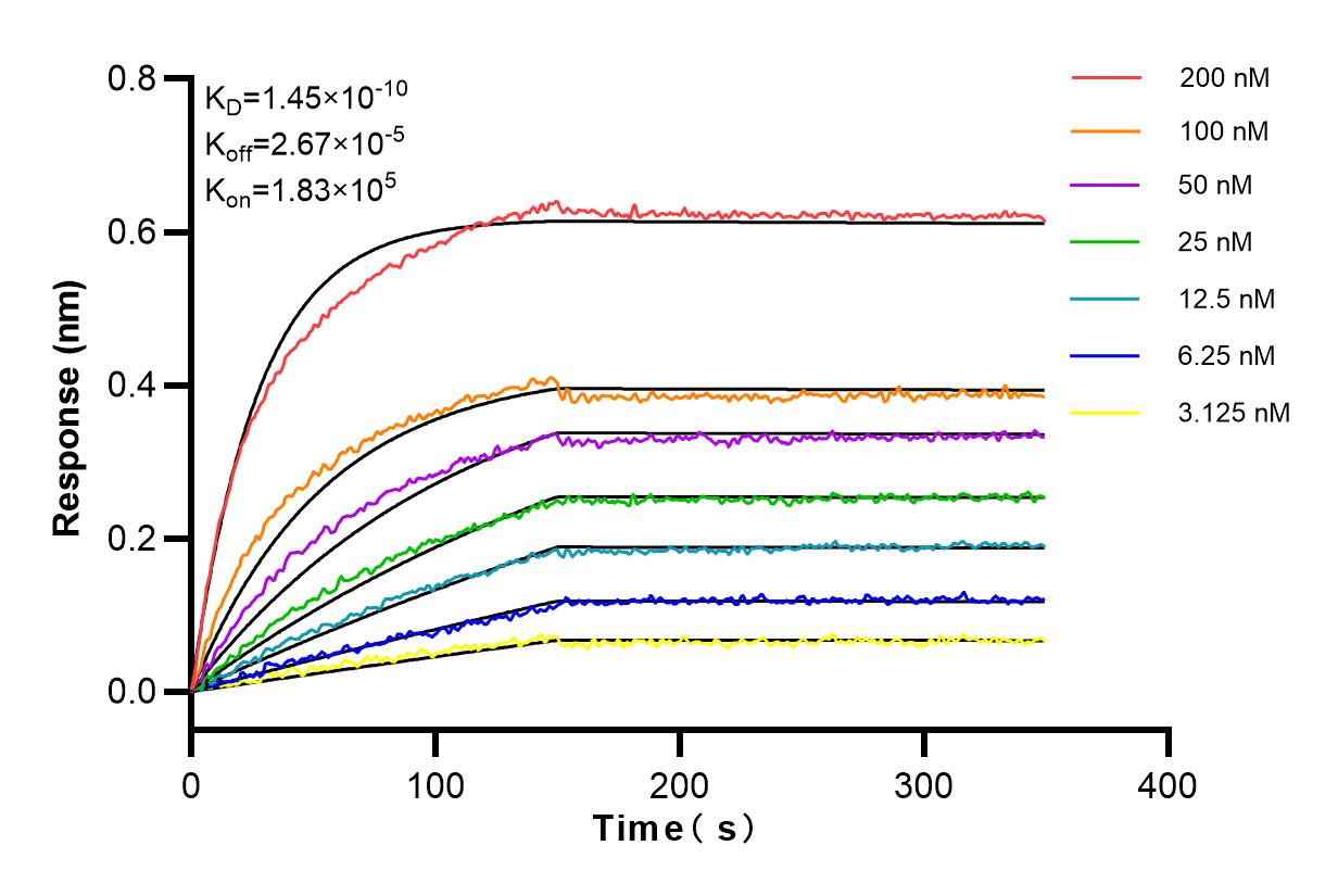 Affinity and Kinetic Characterization of 82969-1-RR