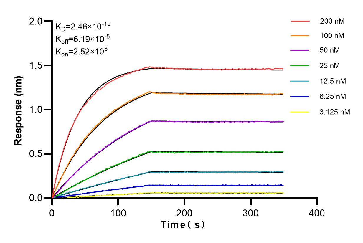 Affinity and Kinetic Characterization of 82973-1-RR