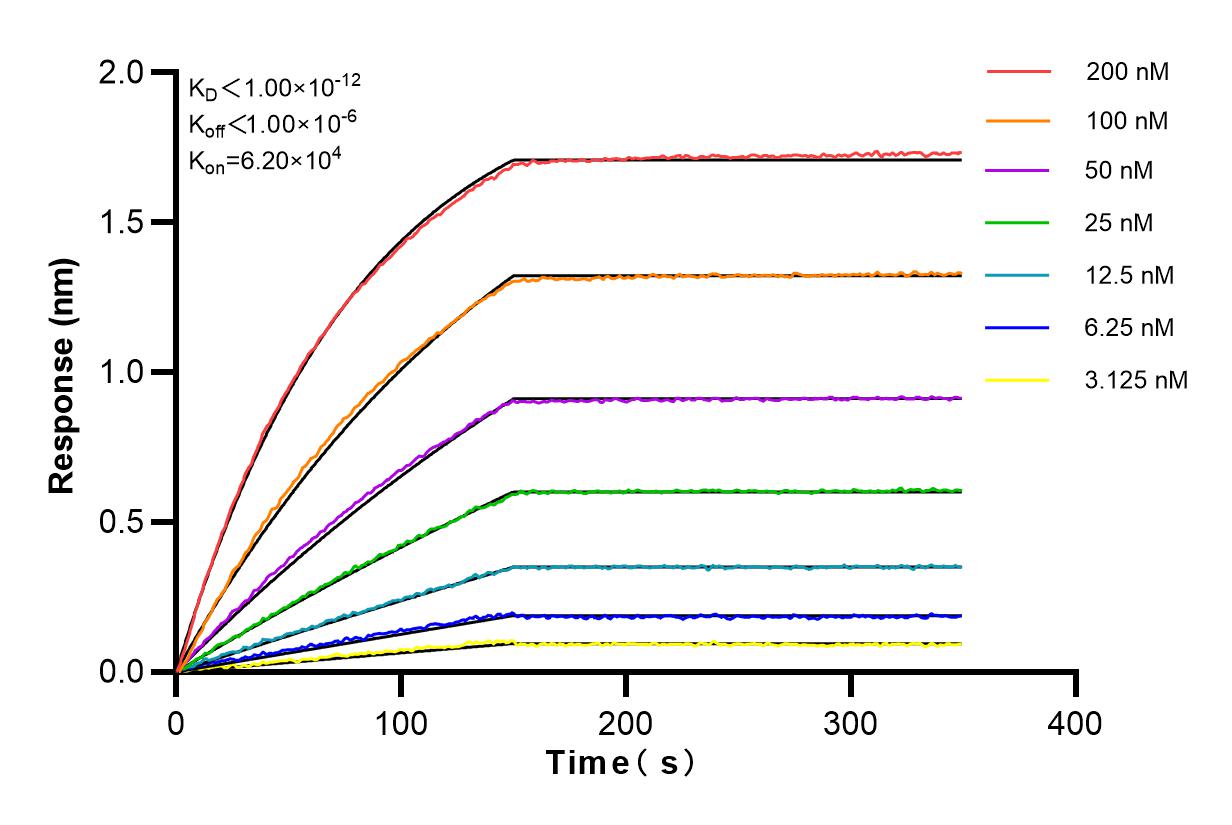 Affinity and Kinetic Characterization of 82974-1-RR