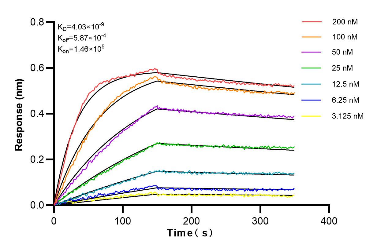 Affinity and Kinetic Characterization of 82977-1-RR