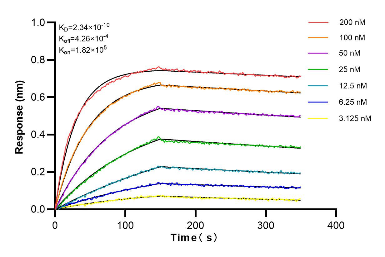 Affinity and Kinetic Characterization of 82980-1-RR