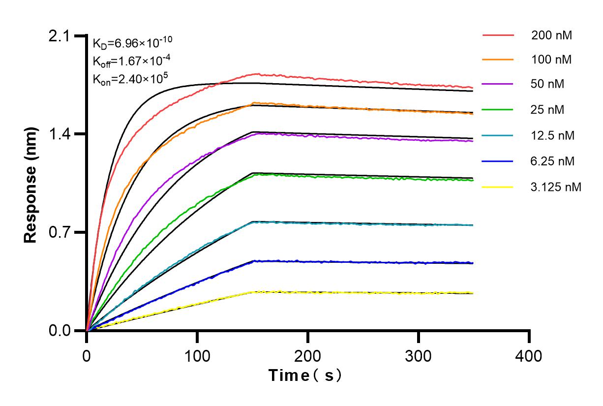 Affinity and Kinetic Characterization of 82982-5-RR