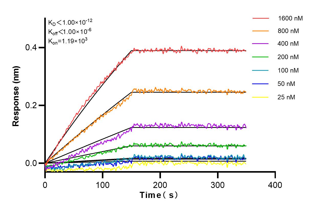 Affinity and Kinetic Characterization of 82991-3-RR