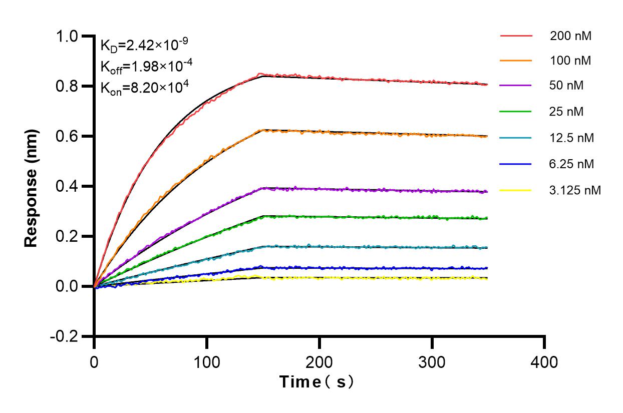 Affinity and Kinetic Characterization of 82991-4-RR