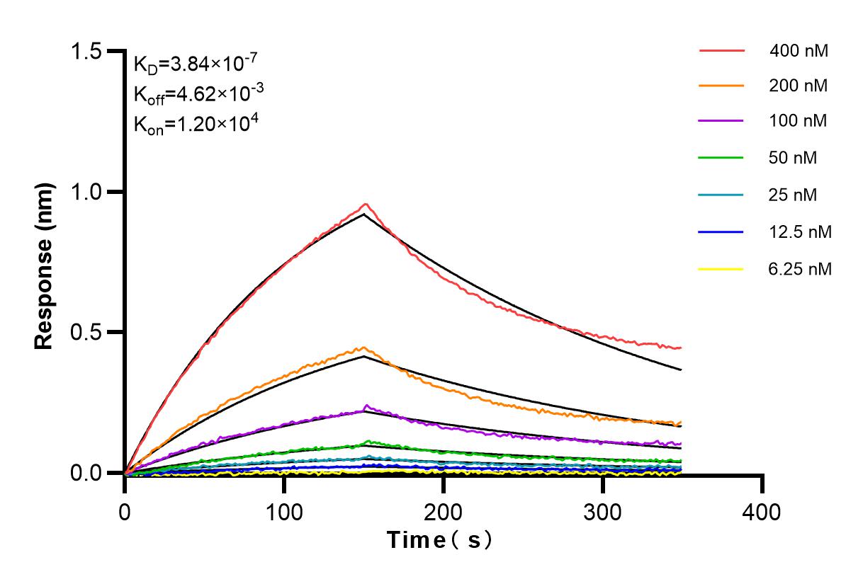 Affinity and Kinetic Characterization of 83004-4-RR