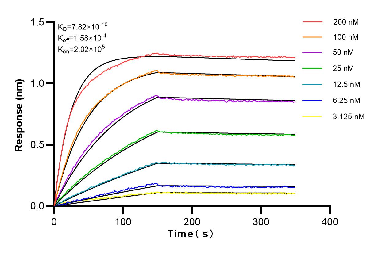 Affinity and Kinetic Characterization of 83005-1-RR