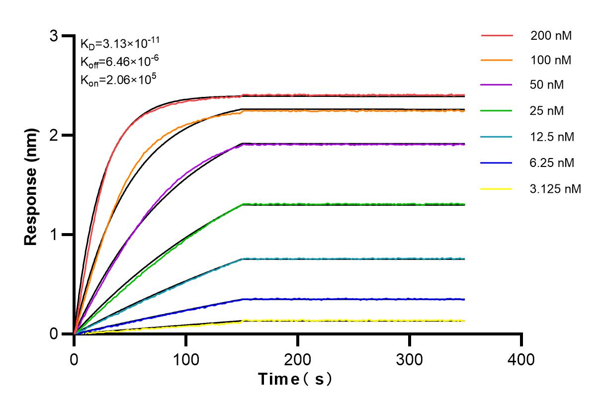 Affinity and Kinetic Characterization of 83022-1-RR