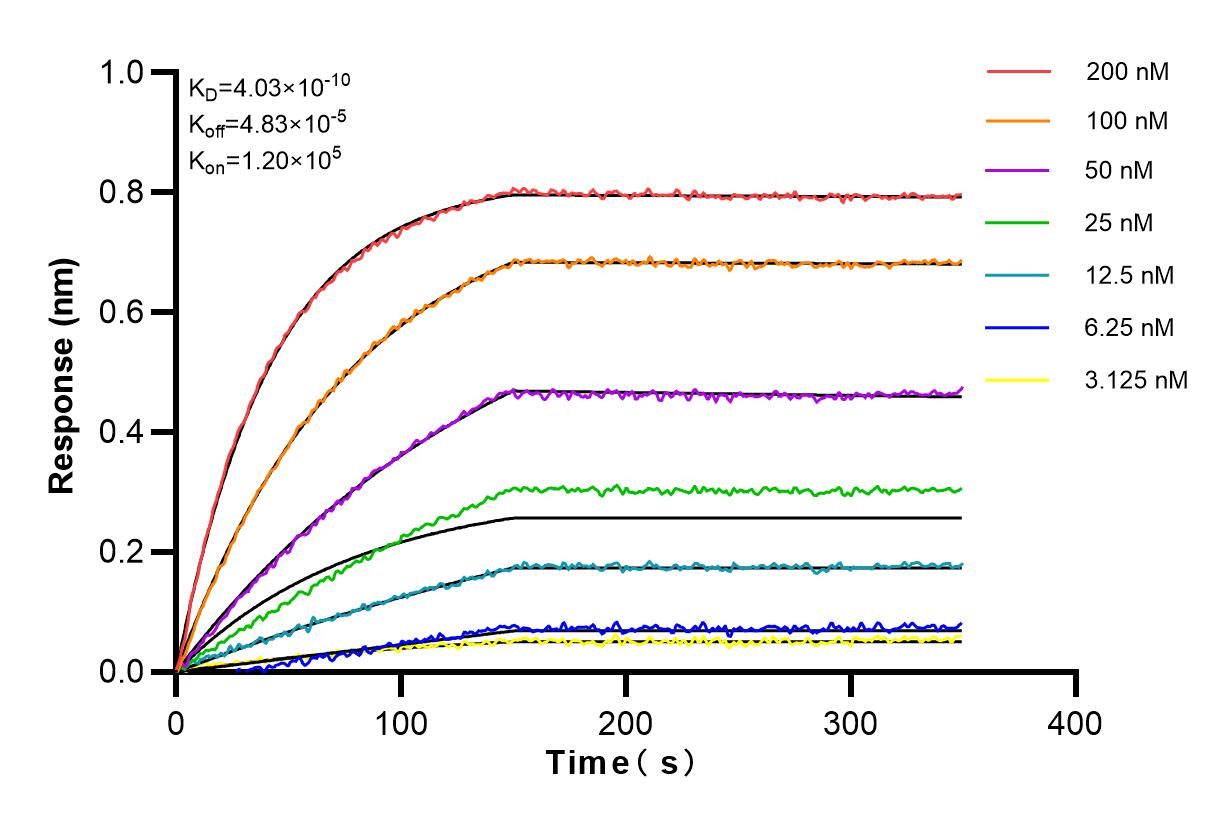 Affinity and Kinetic Characterization of 83057-2-RR