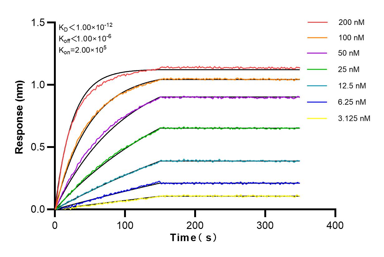 Affinity and Kinetic Characterization of 83062-4-RR