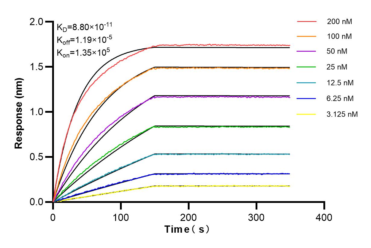 Affinity and Kinetic Characterization of 83062-4-RR