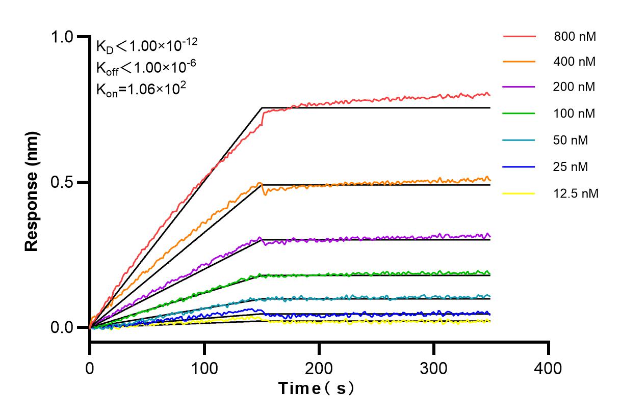 Affinity and Kinetic Characterization of 83087-1-RR