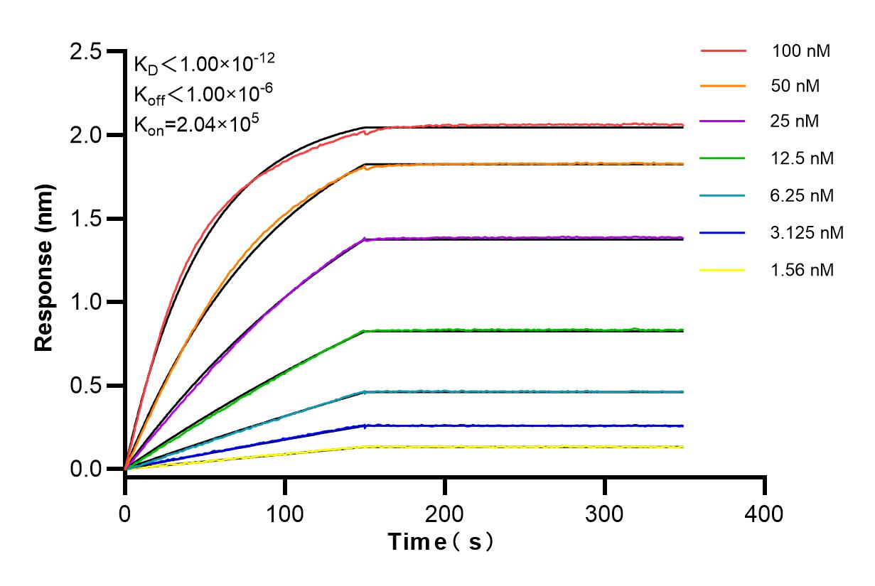 Affinity and Kinetic Characterization of 83106-1-RR