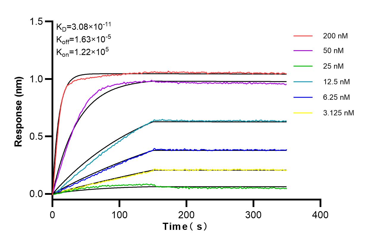 Affinity and Kinetic Characterization of 83111-1-RR