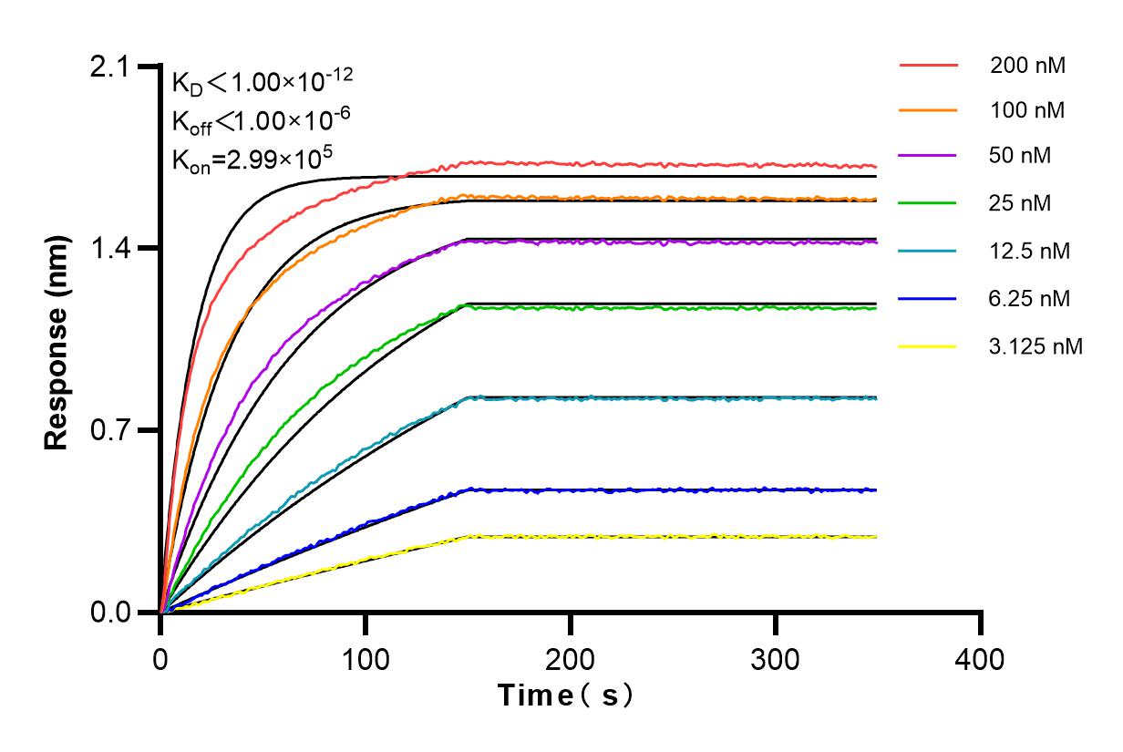 Affinity and Kinetic Characterization of 83113-1-RR