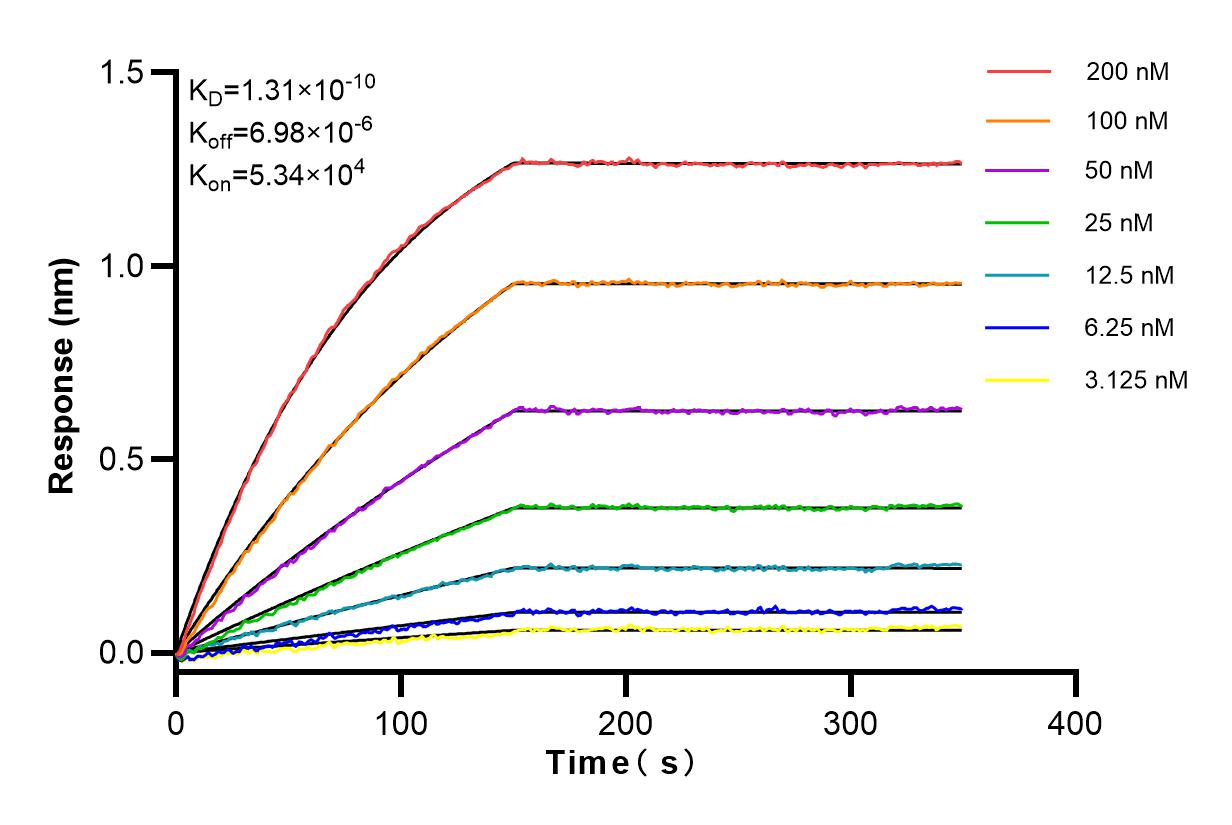 Affinity and Kinetic Characterization of 83142-4-RR