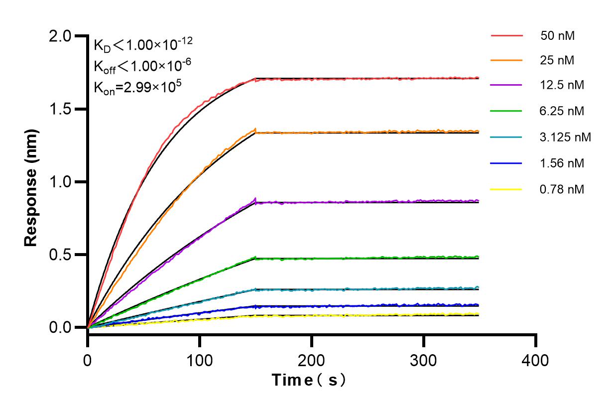 Affinity and Kinetic Characterization of 83146-1-RR