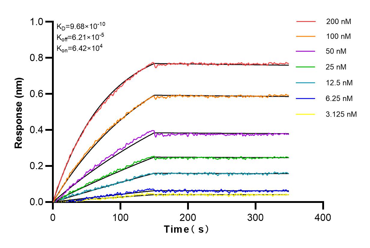 Affinity and Kinetic Characterization of 83154-1-RR