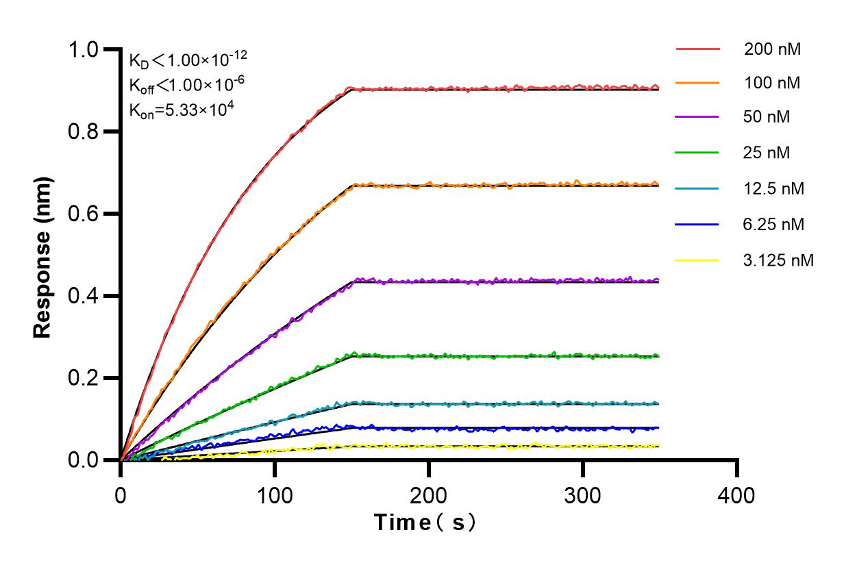 Affinity and Kinetic Characterization of 83160-2-RR