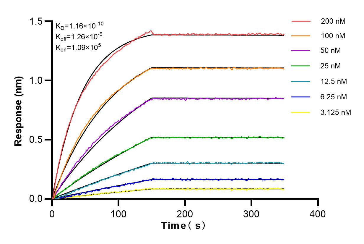 Affinity and Kinetic Characterization of 83161-4-RR