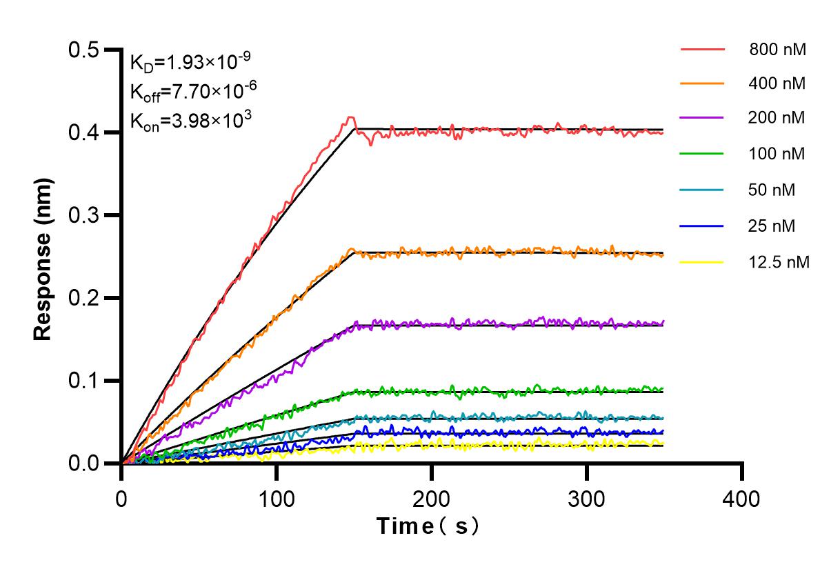 Affinity and Kinetic Characterization of 83163-4-RR