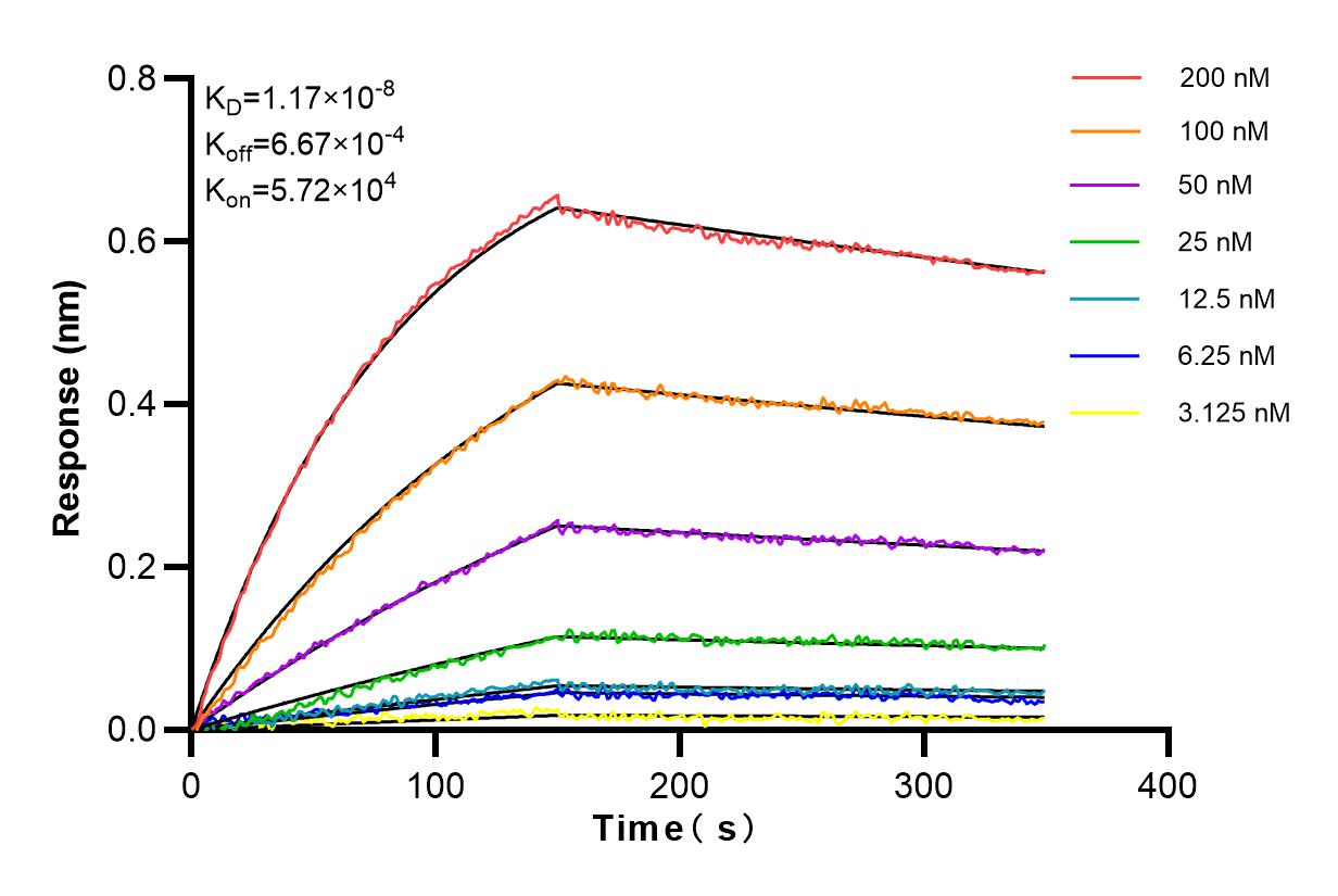 Affinity and Kinetic Characterization of 83164-3-RR