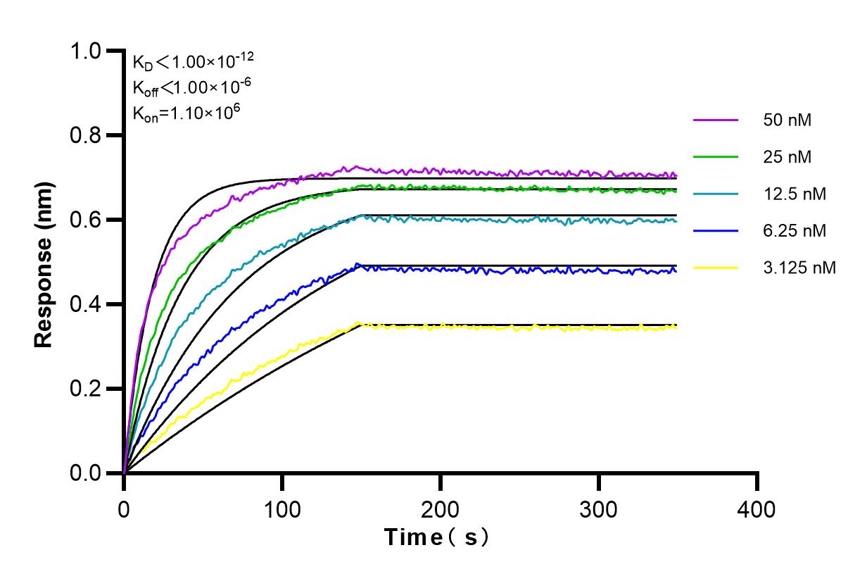 Affinity and Kinetic Characterization of 83175-2-RR