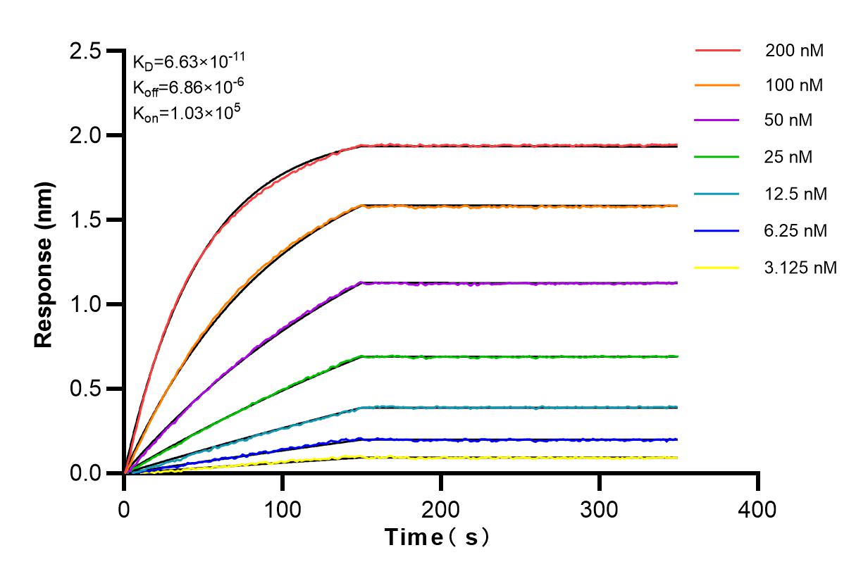 Affinity and Kinetic Characterization of 83178-2-RR