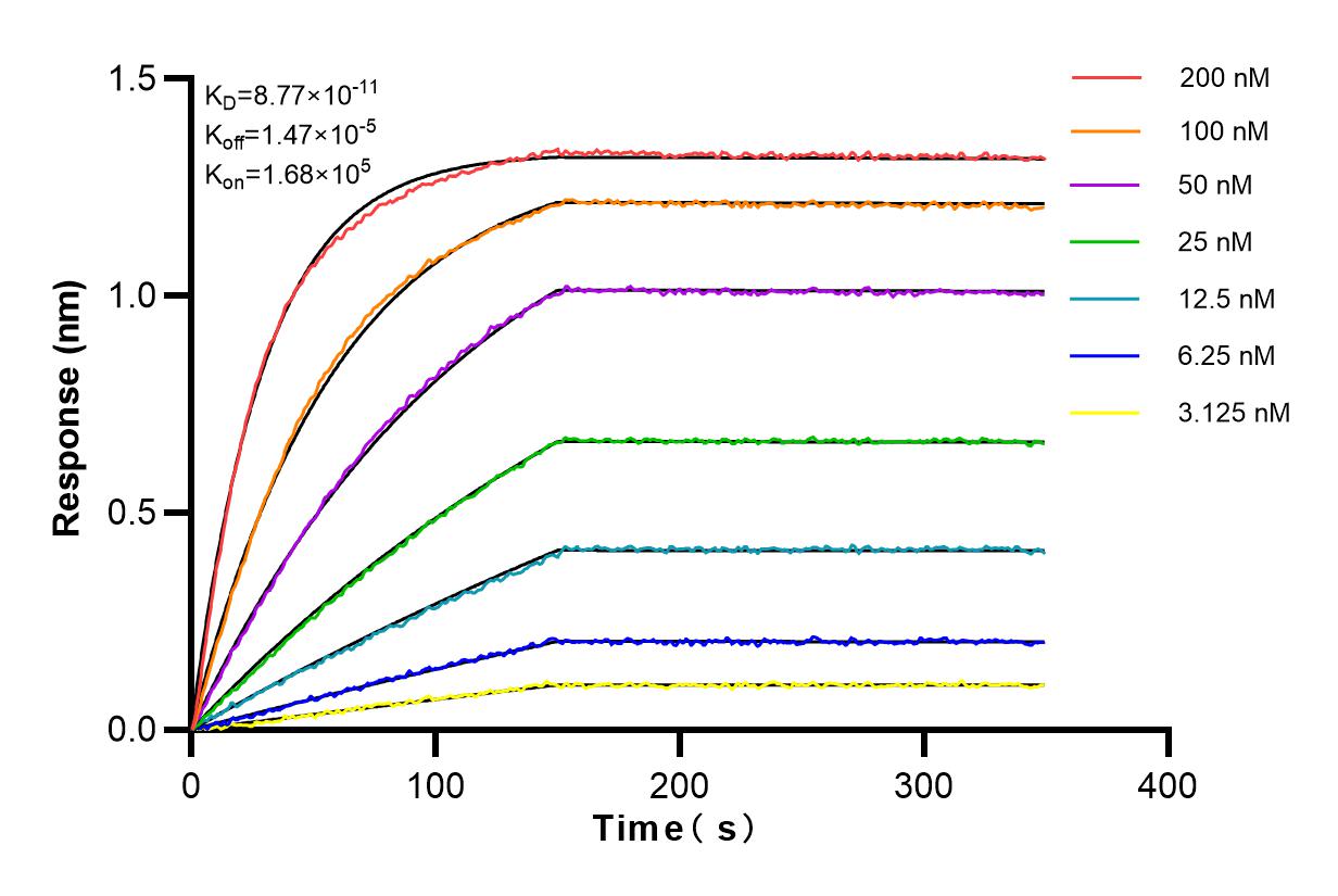 Affinity and Kinetic Characterization of 83191-5-RR