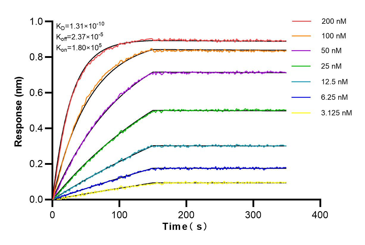 Affinity and Kinetic Characterization of 83199-2-RR