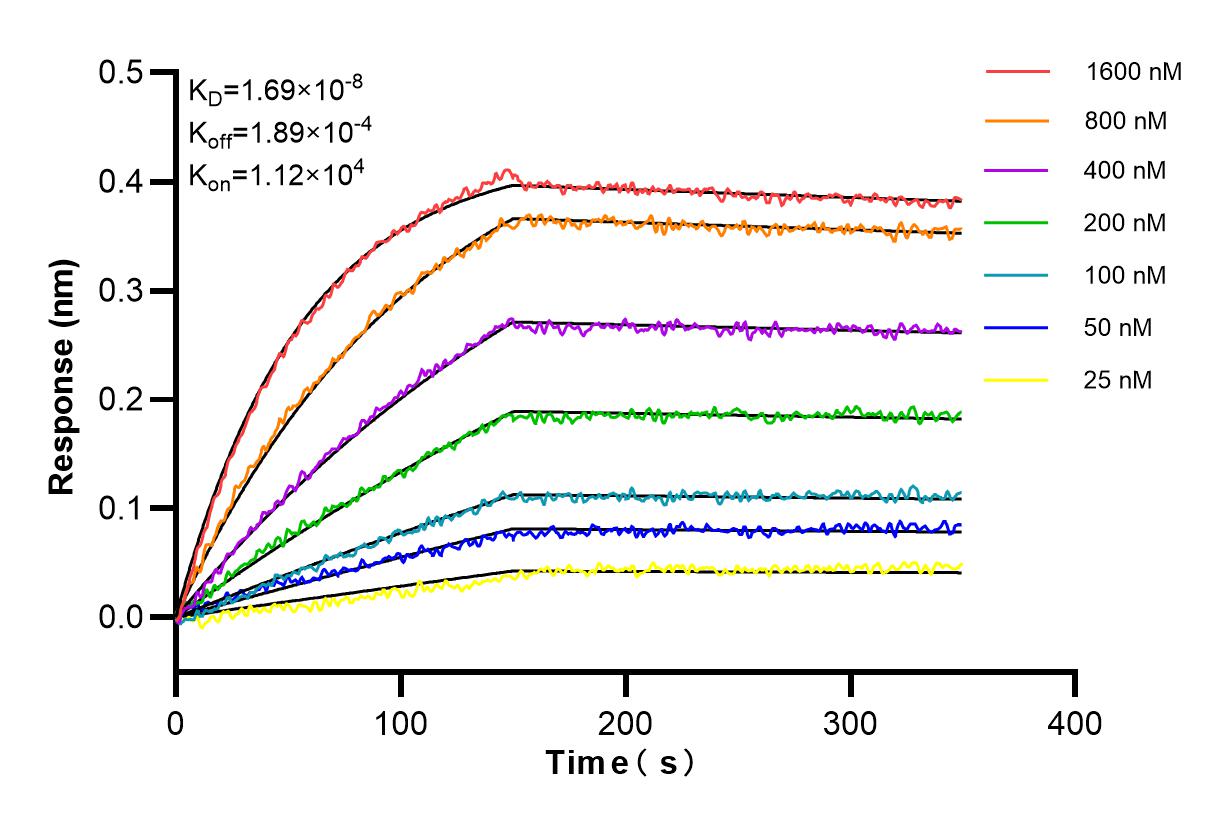 Affinity and Kinetic Characterization of 83214-5-RR