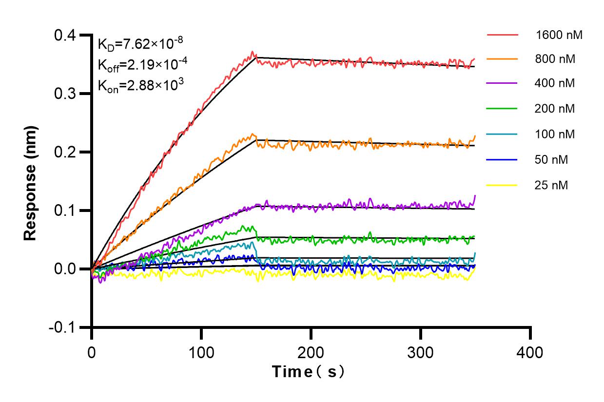 Affinity and Kinetic Characterization of 83217-4-RR