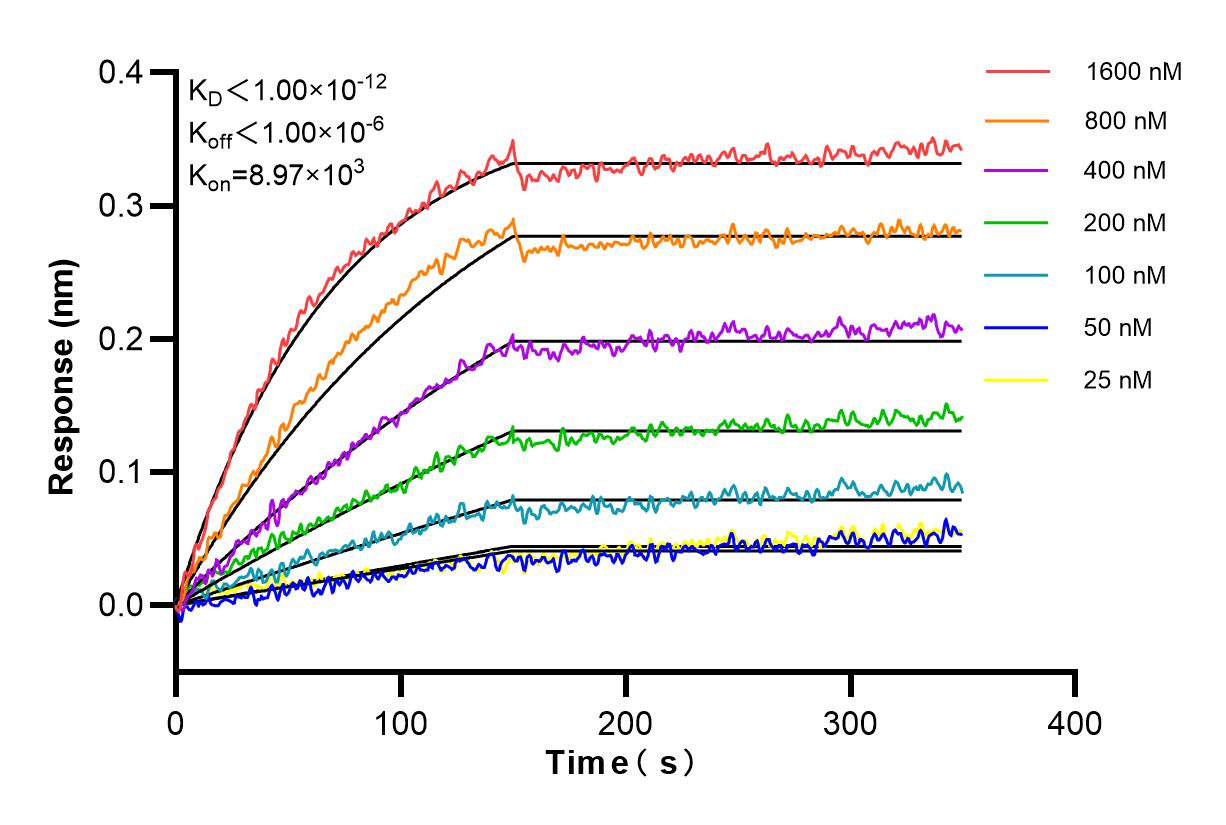 Affinity and Kinetic Characterization of 83217-5-RR