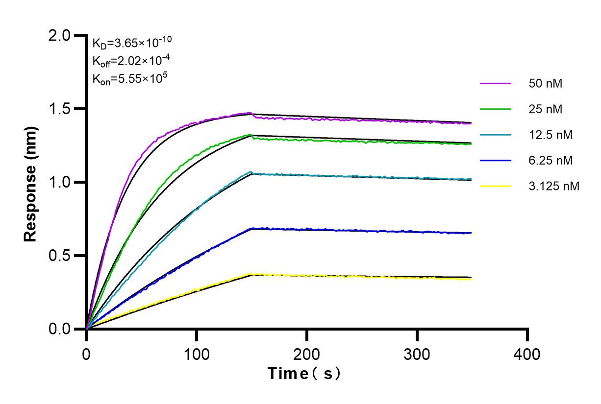 Affinity and Kinetic Characterization of 83219-4-RR