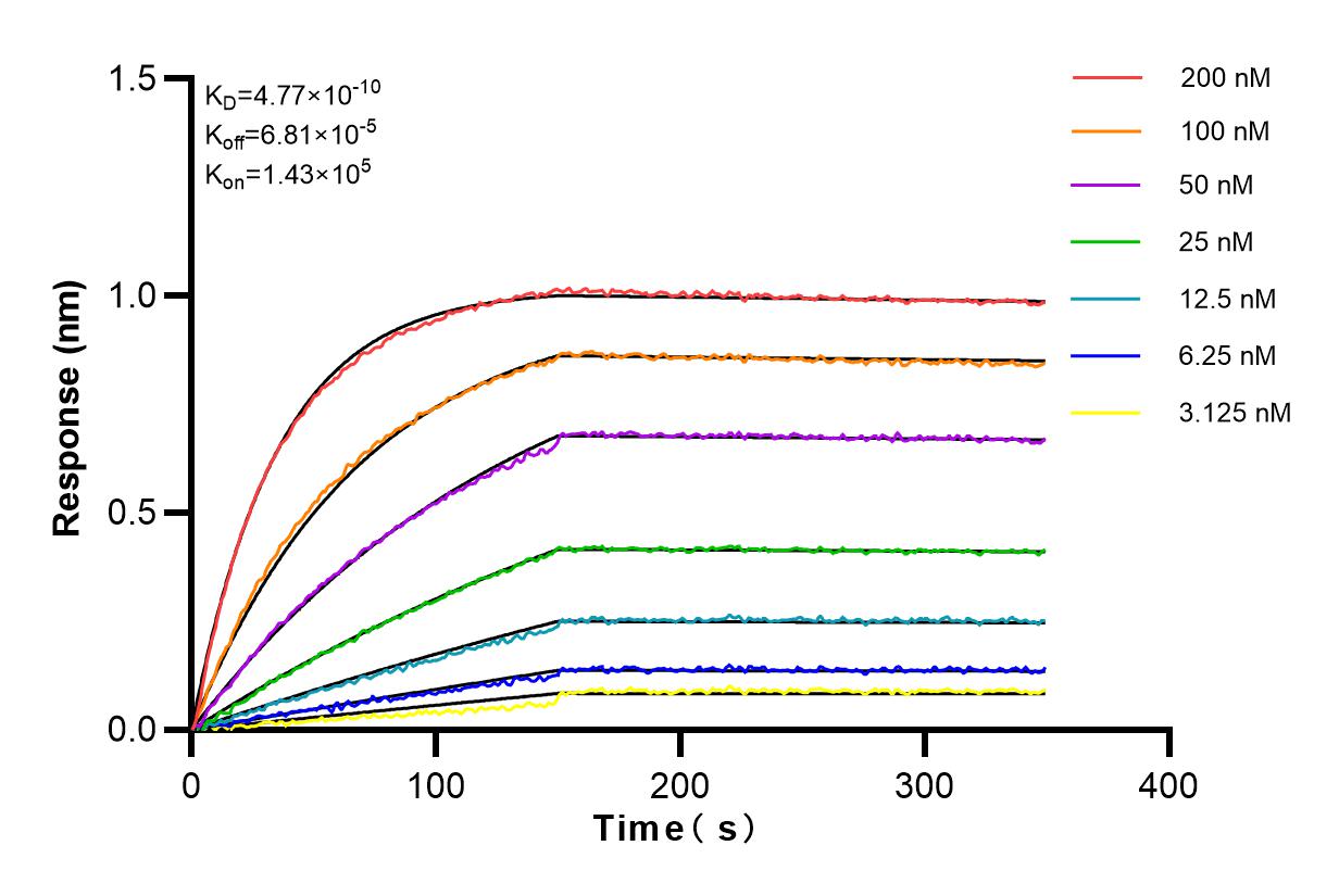 Affinity and Kinetic Characterization of 83221-2-RR