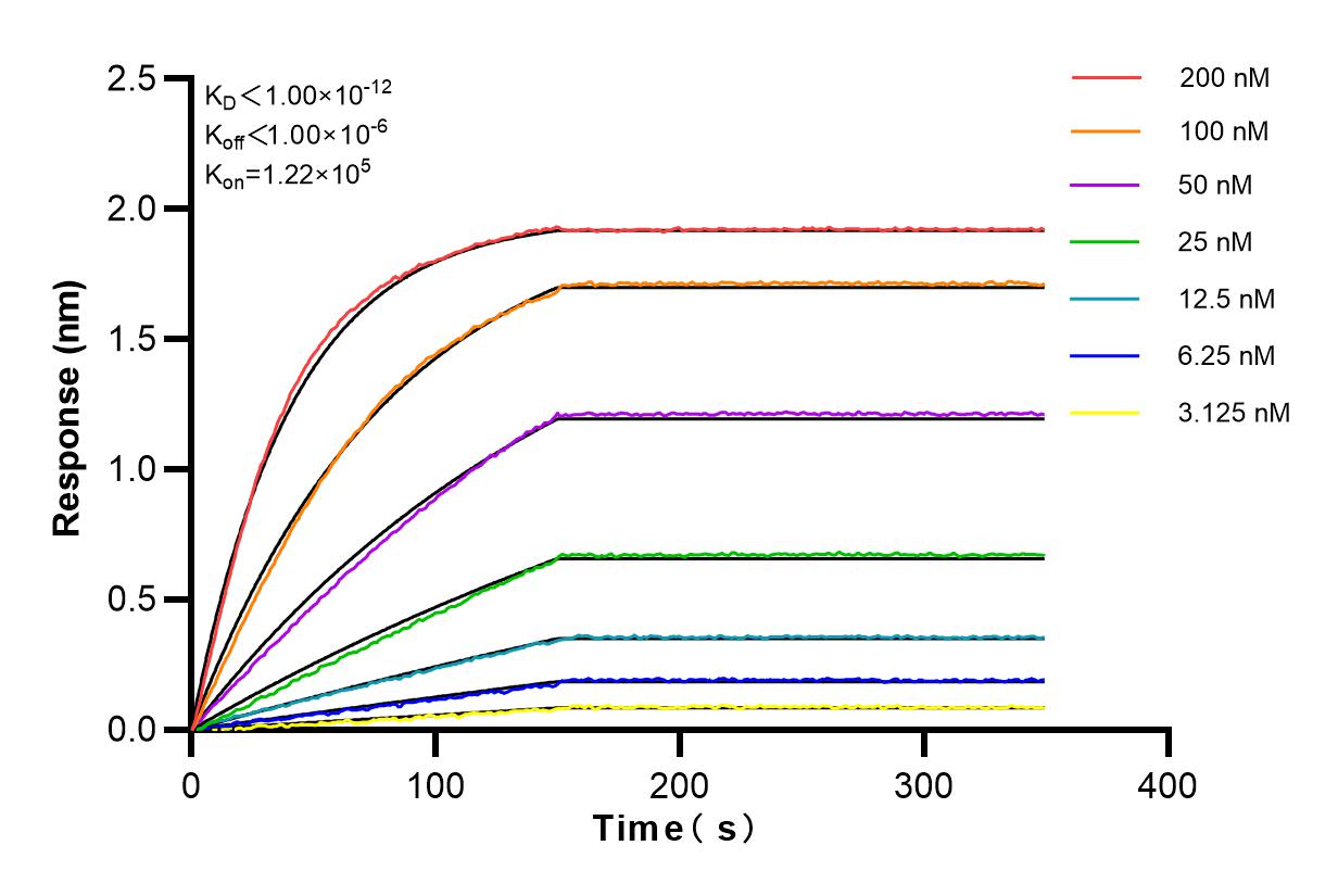 Affinity and Kinetic Characterization of 83239-5-RR