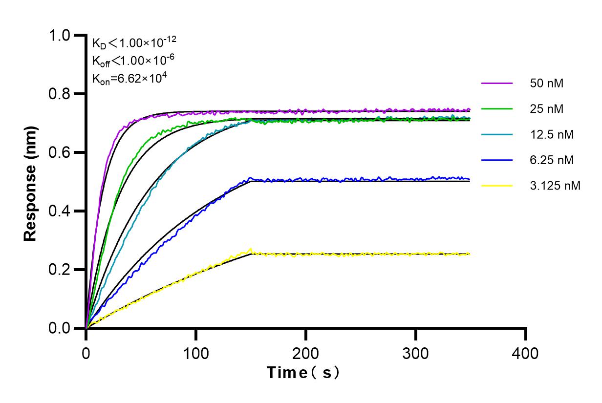 Affinity and Kinetic Characterization of 83242-3-RR