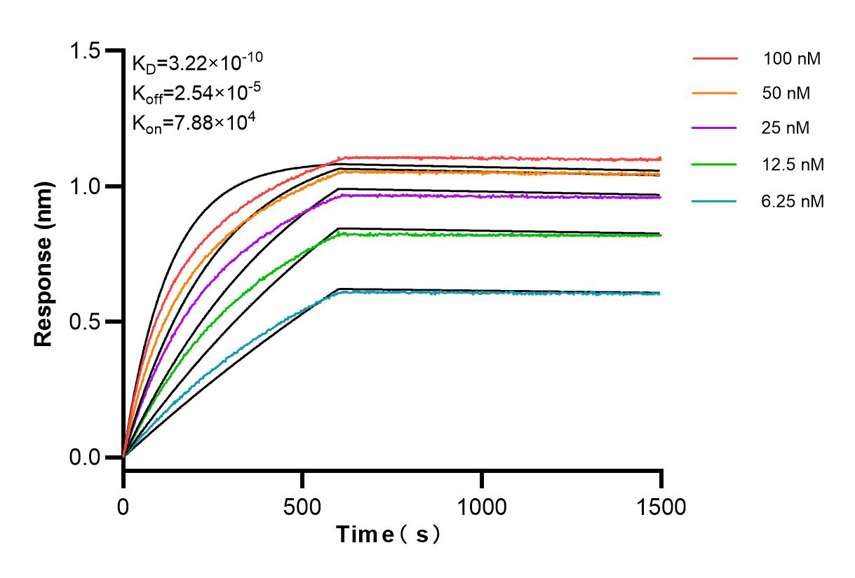 Affinity and Kinetic Characterization of 83259-1-RR