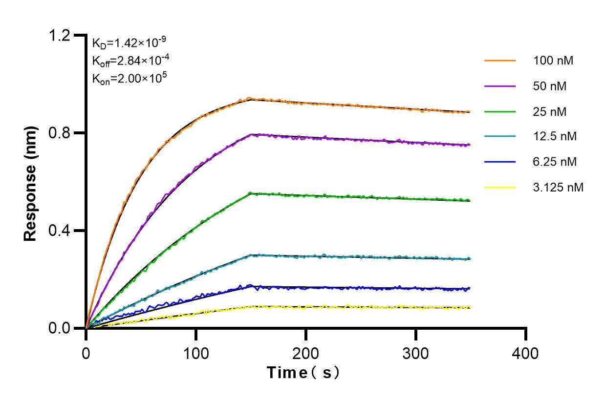 Affinity and Kinetic Characterization of 83264-5-RR