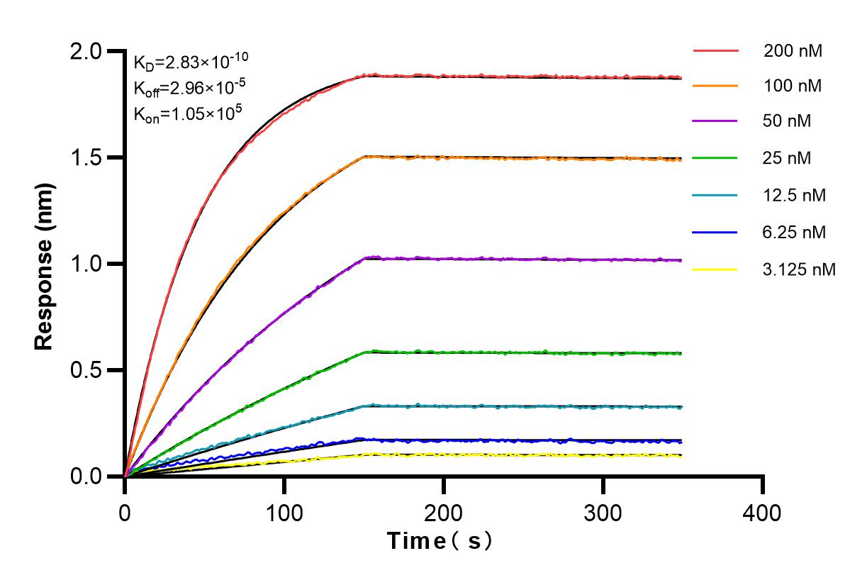 Affinity and Kinetic Characterization of 83267-4-RR