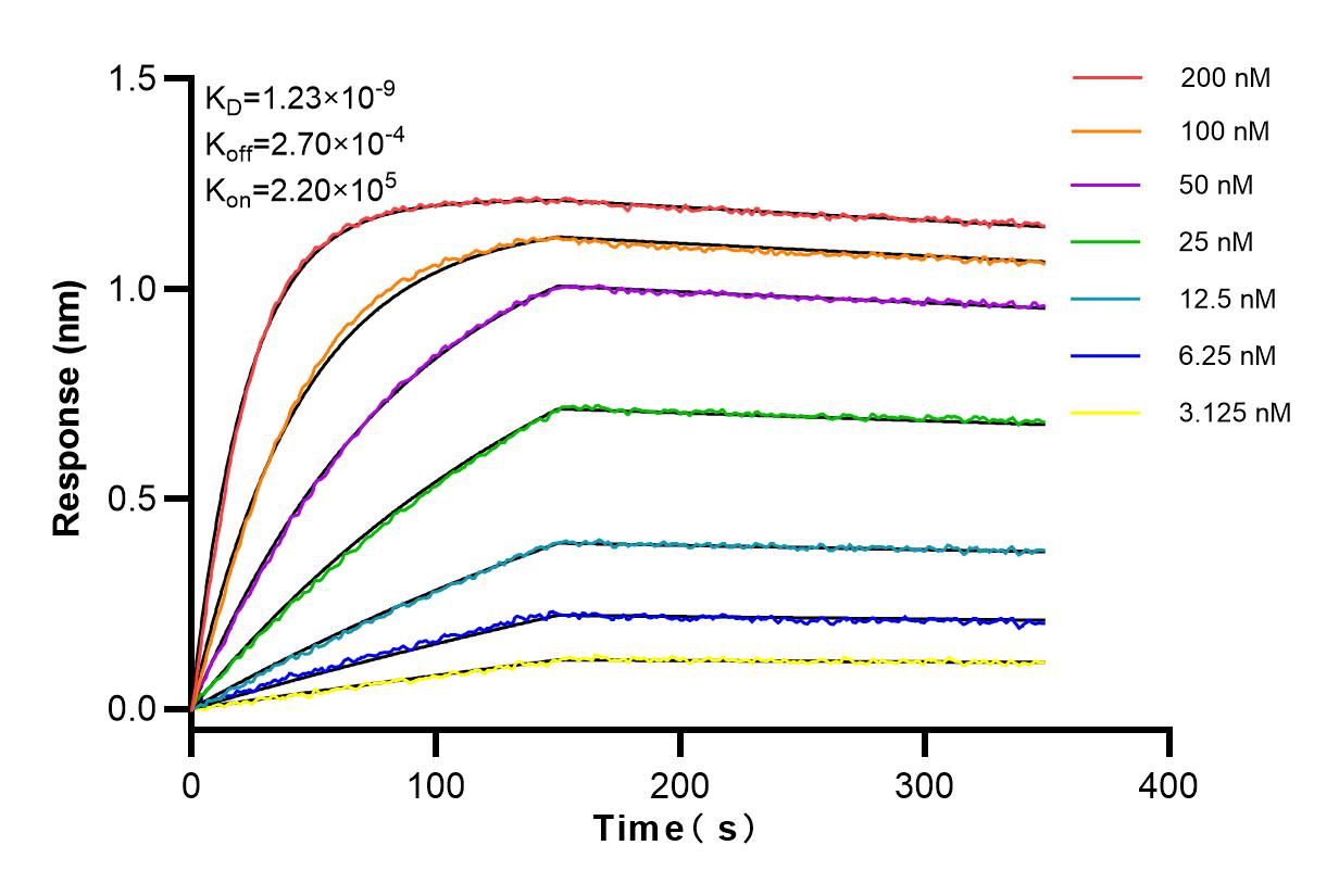 Affinity and Kinetic Characterization of 83291-3-RR