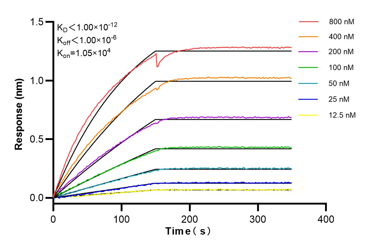 Affinity and Kinetic Characterization of 83293-1-RR