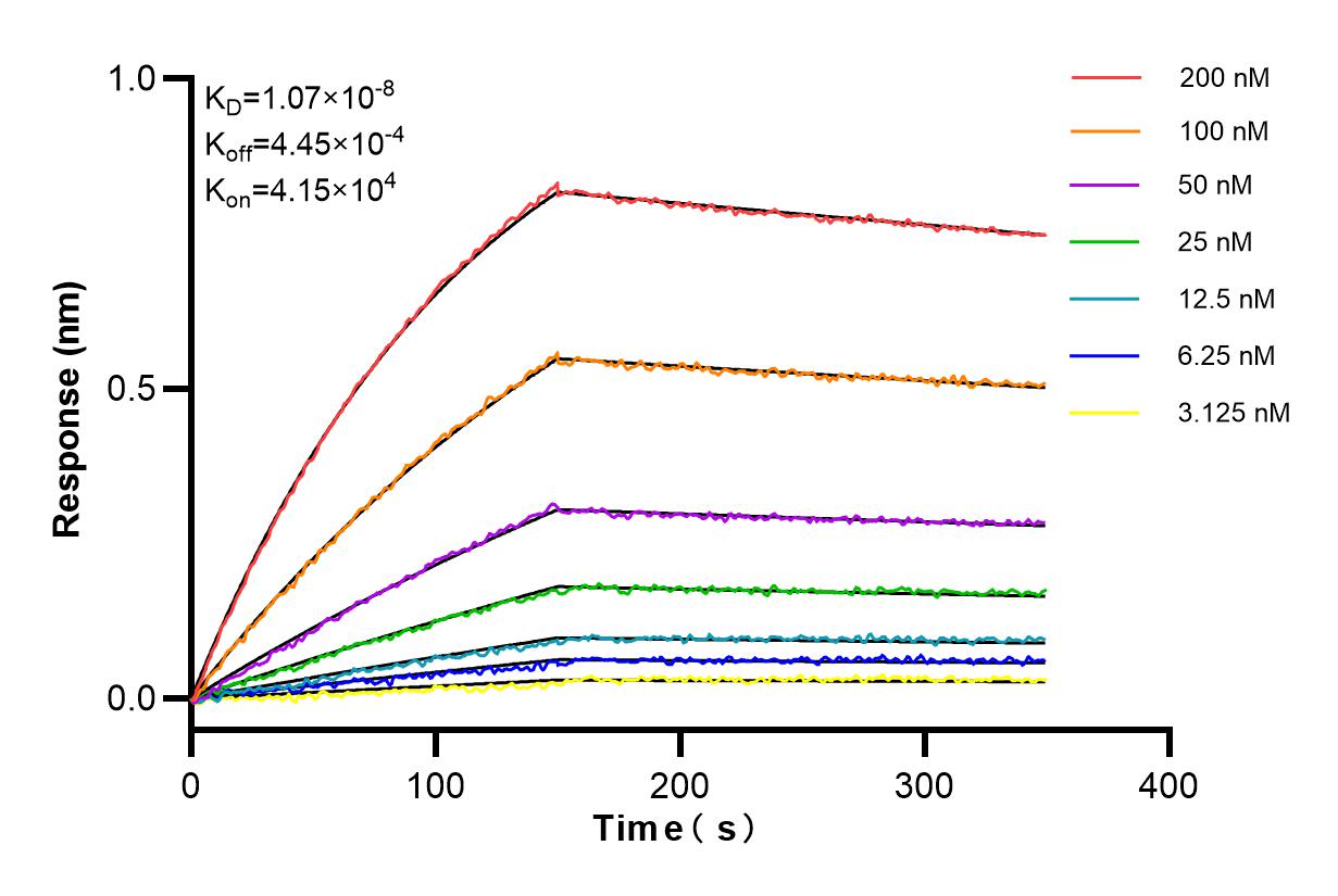 Affinity and Kinetic Characterization of 83296-4-RR