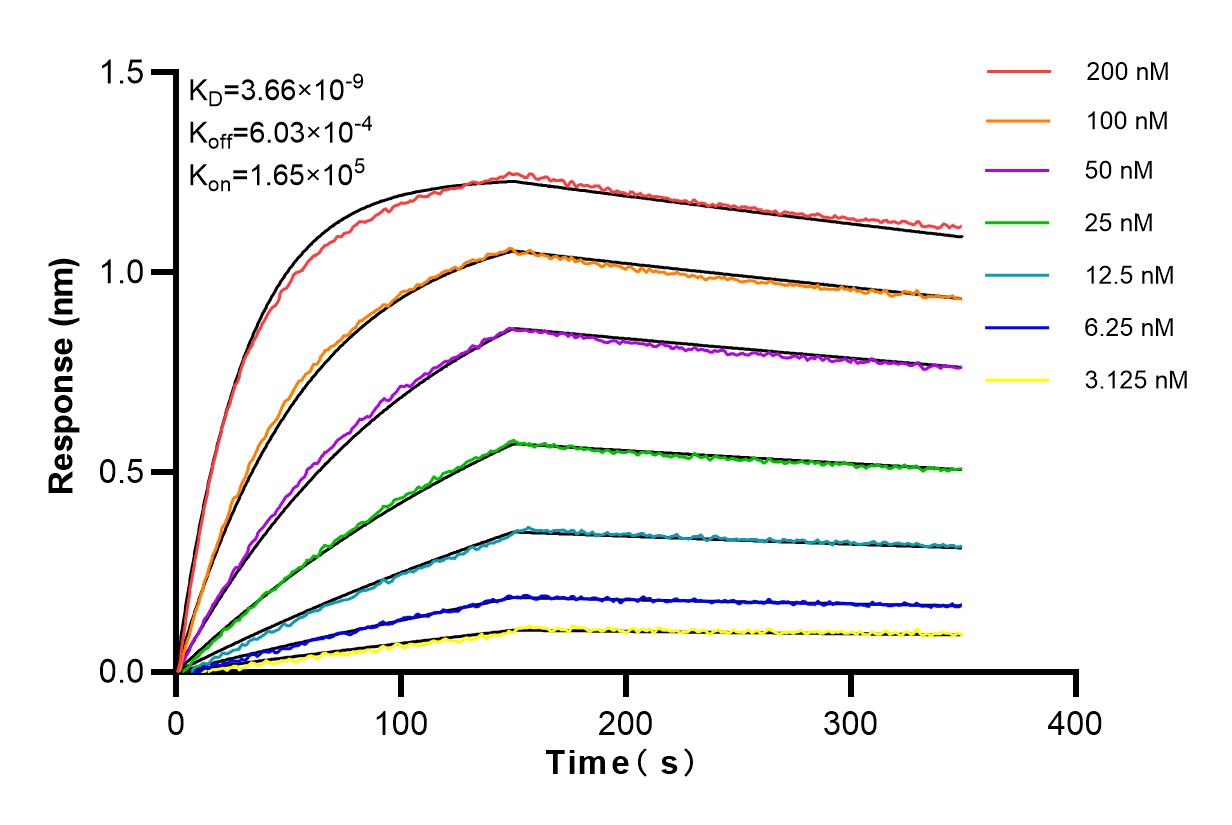 Affinity and Kinetic Characterization of 83310-2-RR