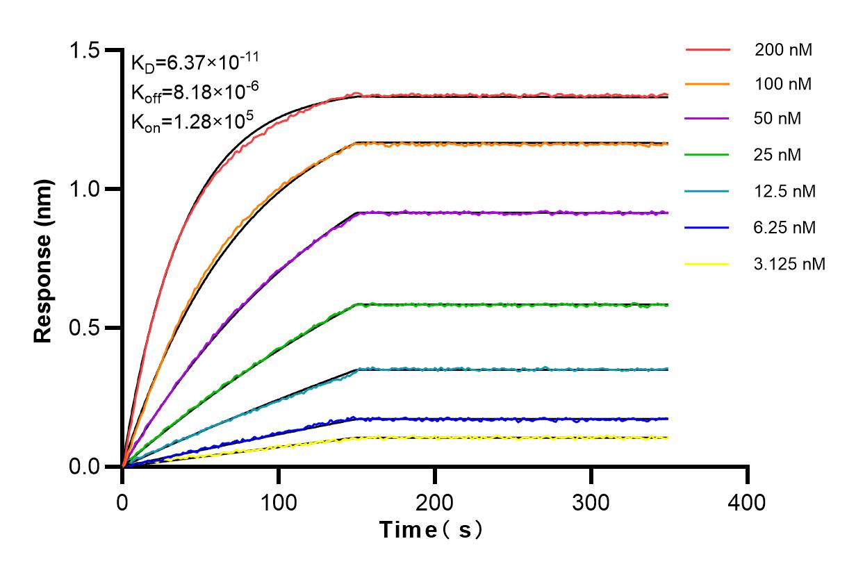 Affinity and Kinetic Characterization of 83311-4-RR