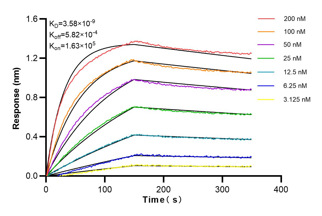 Affinity and Kinetic Characterization of 83318-4-RR